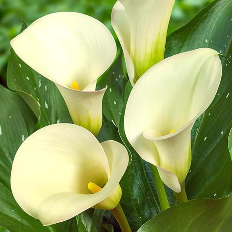 Calla Bulbs Hardy Perennial - Zantedeschia Orange Passion (Orange) - 5 Large Flower Bulbs - Real Holland Plants - For Garden & Pots (Not Seeds, Not Artificial)