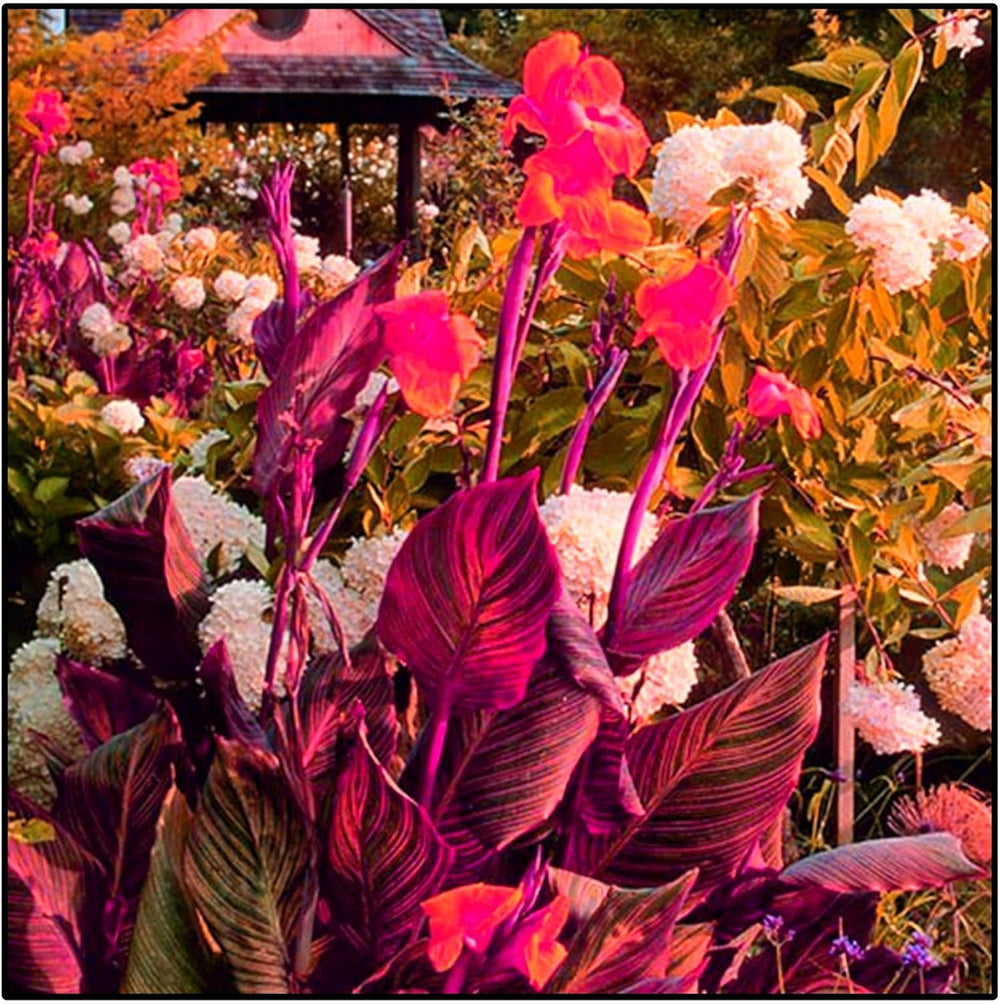 Flower Bulb Mix, Mystery Magic Bulb, Hardy Planting, Winter Hardy Perennial Flower Bulb, Hardy Bulbs - 3 Orchid Bulbs