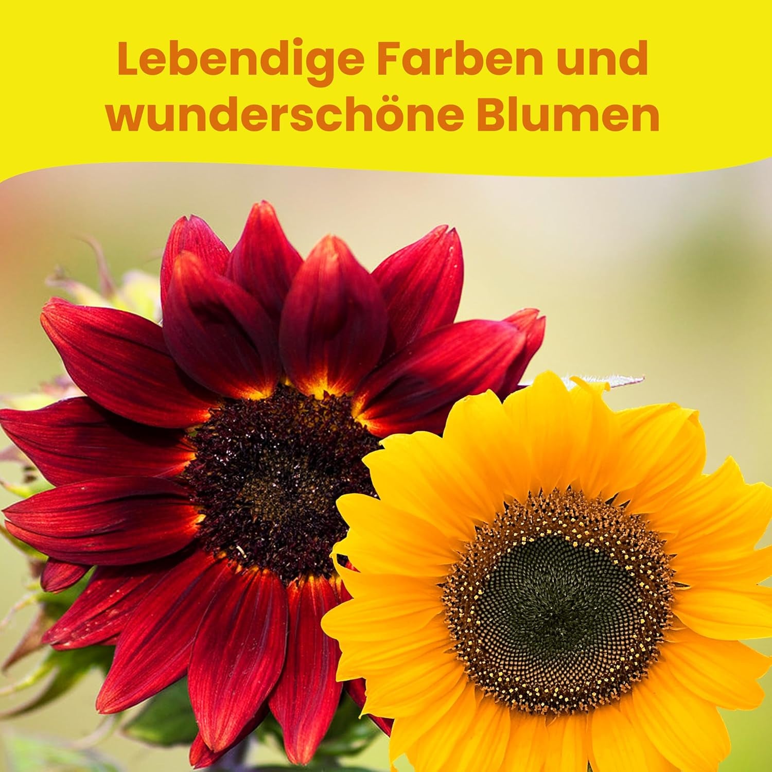 LERAVA® Sonnenblumen Samen Set (4 Sorts) - Riesige gelbe & rote Sonnenblume - Zwerg und Sungold Teddy - Premium Sonnenblumensamen für Garten und Balkon - Blumensamen Geschenk für Hobbygärtner