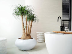 Bloomique - Beaucarnea Recurvata - Elefantenfuß - Zimmerpflanzen - Luftreinigend - Tierfreundlich - Pflegeleicht - 70-90 Cm Hoch - Topf 24 Cm