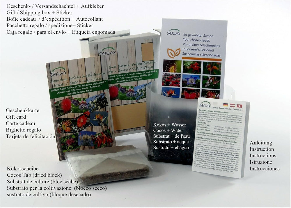 SAFLAX - BIO - Dandelion - 400 seeds - Taraxacum officinale