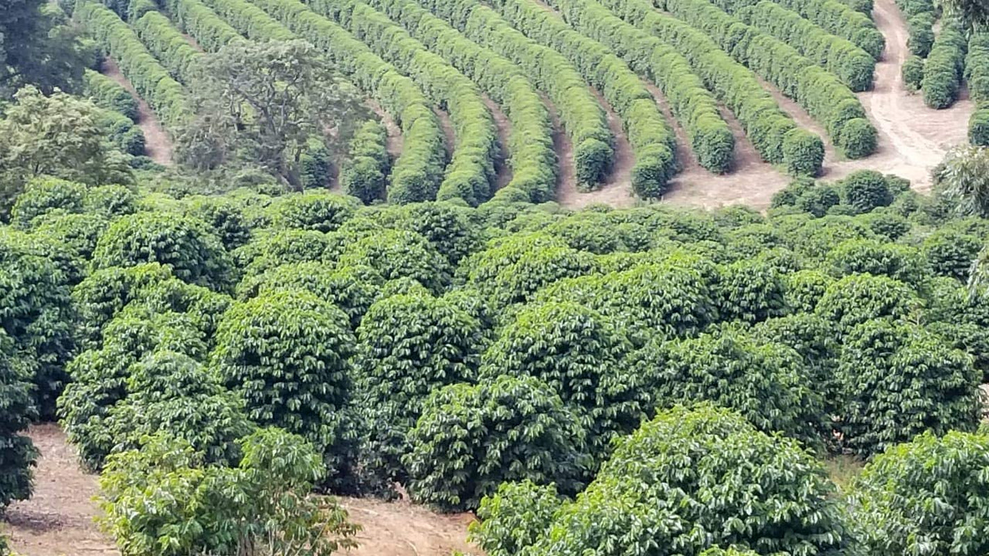 CAFES GUILIS DESDE 1928 AMANTES DEL CAFÉ Kaffeebohnen Arabica Black Blend 1kg