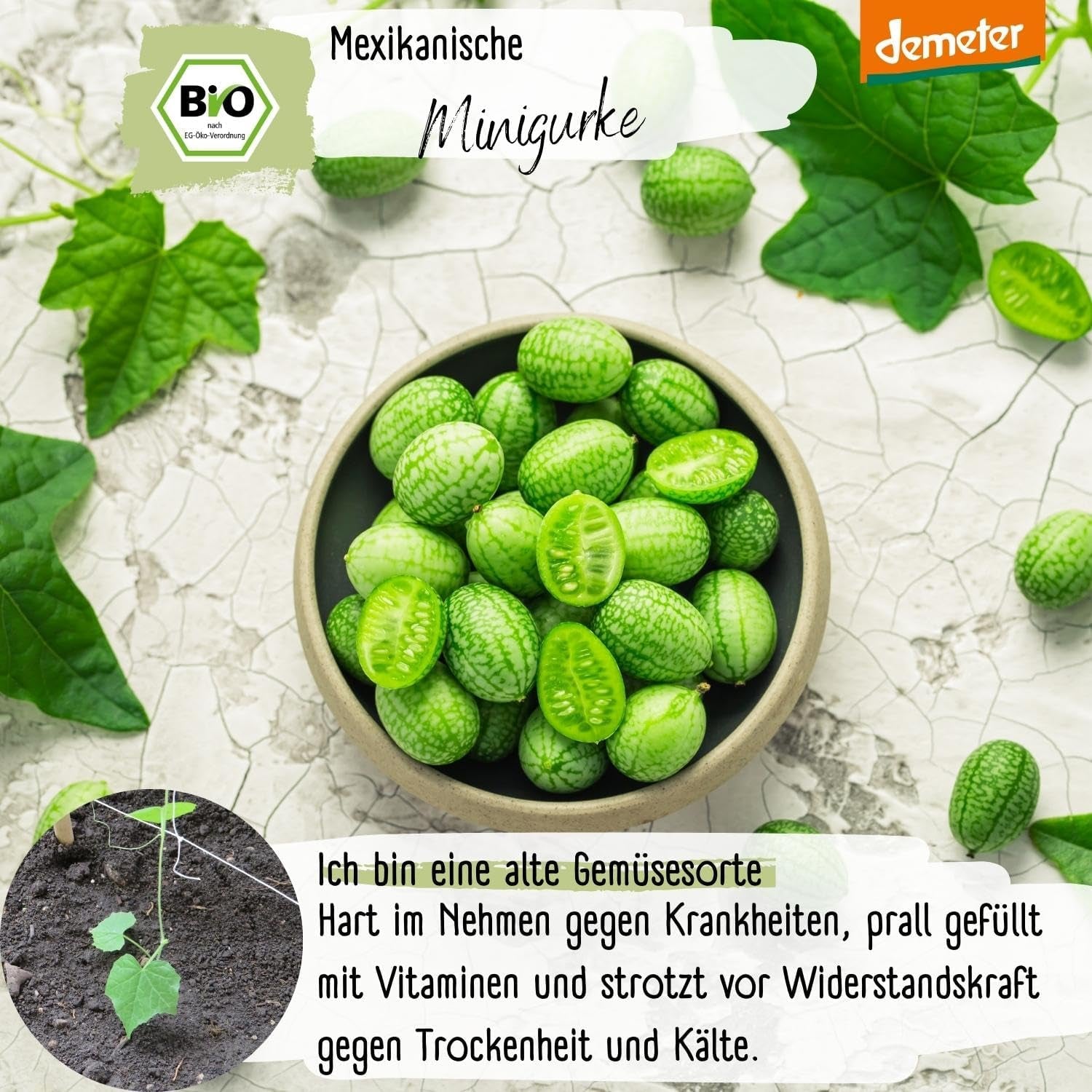 Organic Mini Mexican Cucumber Seeds, 10 Snack Cucumber Seeds, High Germination Rate, Demeter Certified & Open Pollinated | LOVEPLANTS Balcony Garden Raised Bed Vegetable Seeds - Heirloom Vegetable Varieties