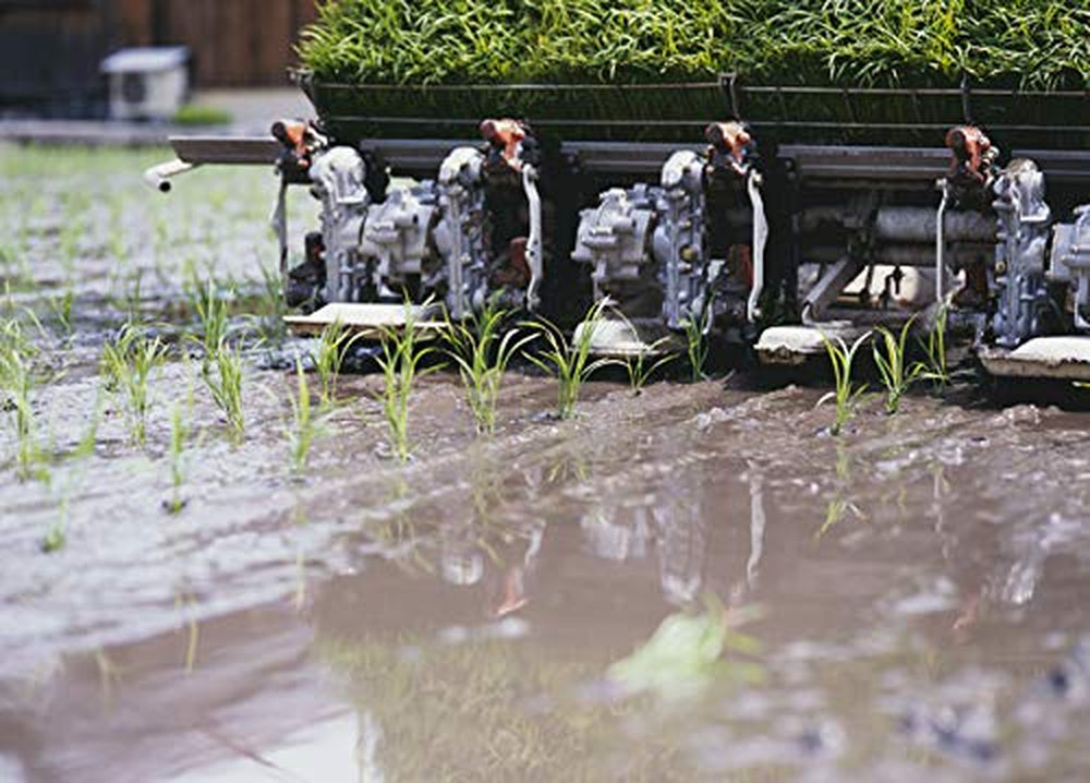 AKAFUJI Sushi Rice, Akitakomachi, 5000 g