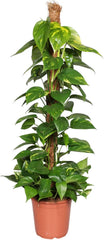 Efeutute (Epipremnum Aureum) Am Moosstab – Große, Pflegeleichte, Luftreinigende Zimmerpflanze Im Topf Ø 24 Cm, Höhe Ca. 120 Cm