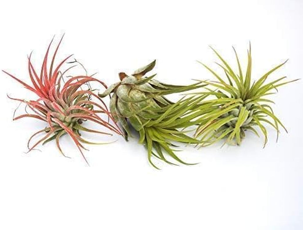 Tillandsia: Ionantha+Rot+ Scaposa Luft Pflanze Indoor Haus Pflanze Blume Für Geschenk Sonder Hochzeit