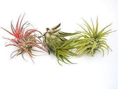 Tillandsia: Ionantha+Rot+ Scaposa Luft Pflanze Indoor Haus Pflanze Blume Für Geschenk Sonder Hochzeit