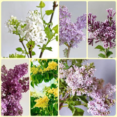 Flieder - Gartenpflanzen Winterhart Mehrjährig Nachhaltige Geschenke Geschenke Für Gartenliebhaber Garten Sträucher 50Samen