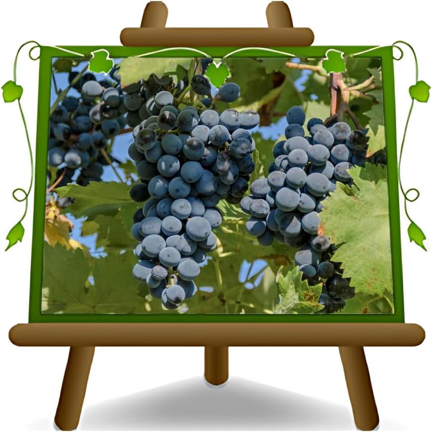 Tafeltraube Schwarze Erdbeere Selbstfruchtbare Pflanze Uralte Frucht Höhe: 150~170 Cm Alter: 2 Jahre Vase: Durchmesser 20 Cm