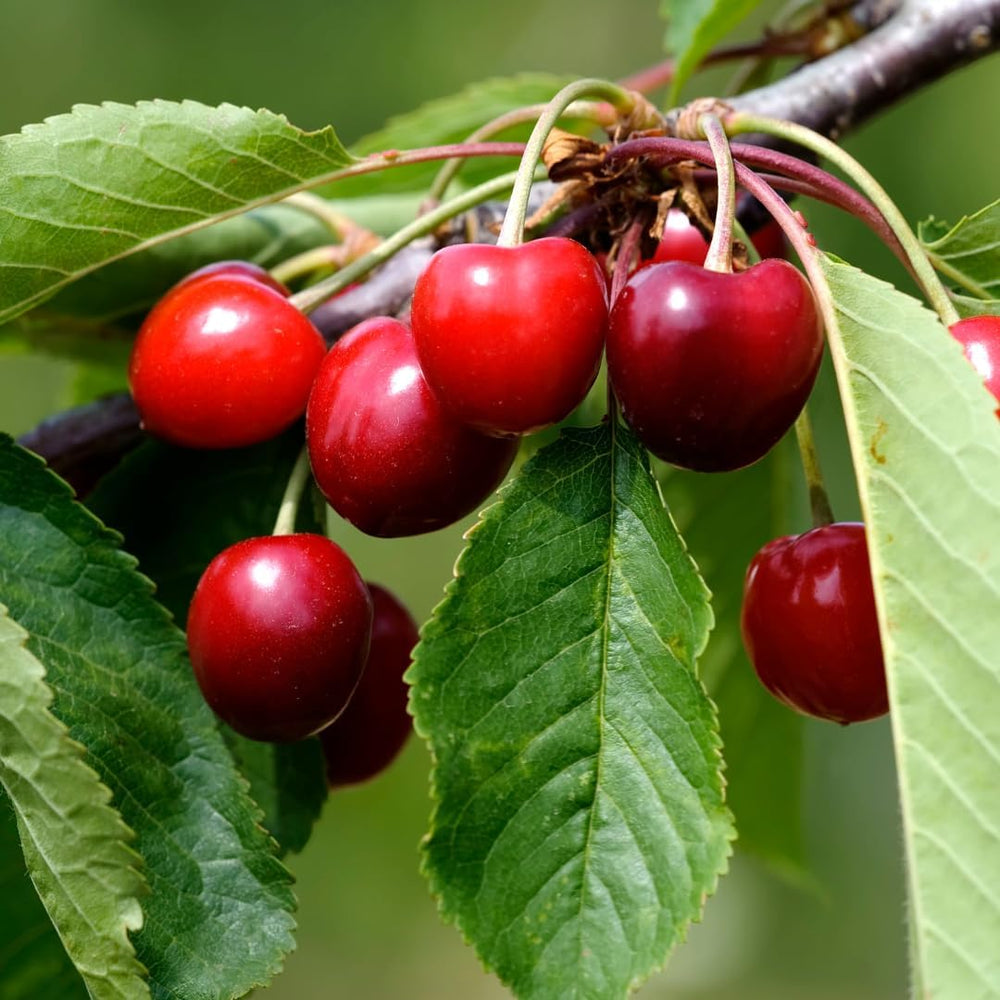 Süßkirschbaum Bigarreau Moreau – Obstpflanze Im Topf Ø Ab 24/26 Cm, Höhe 160-180 Cm, Alter: 4 Jahre – Italienische Baumschule