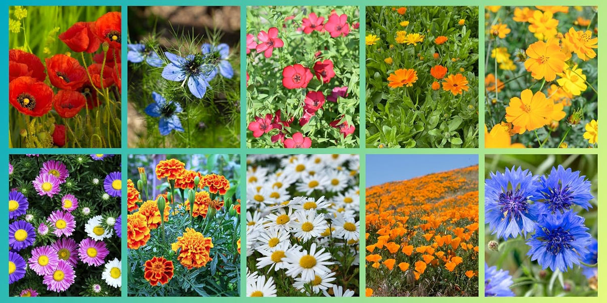 Wildflower Seed Set, 10 Varieties, 28,000 Seeds, Meadow Wildflower Mix with Poppies, Bluebells, Marigolds, Daisies and More, All Individually Wrapped