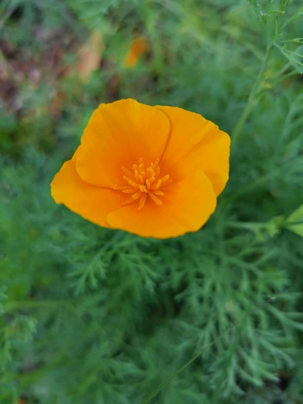1000 California poppy seeds (Eschscholzia californica), wildflower meadow, bee pasture.