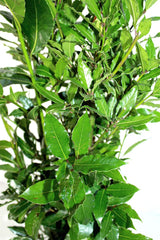 KENTIS - Laurus Nobilis Lorbeer Pflanze - Immergrüne Echte Aussenpflanzen – Hoch 60-80 Cm Topf Ø 18 Cm