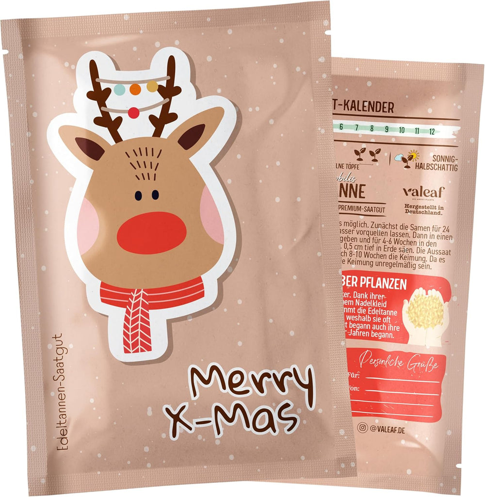 Christmas Tree 2030 - Nordmann Christmas tree seeds for planting a Christmas tree, ideal as a Secret Santa Christmas gift