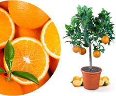 Orange from My Oranjeria - true orange - citrus plant - Citrus sinensis - Orange - grafted orange for gardeners (Mezzo [M])