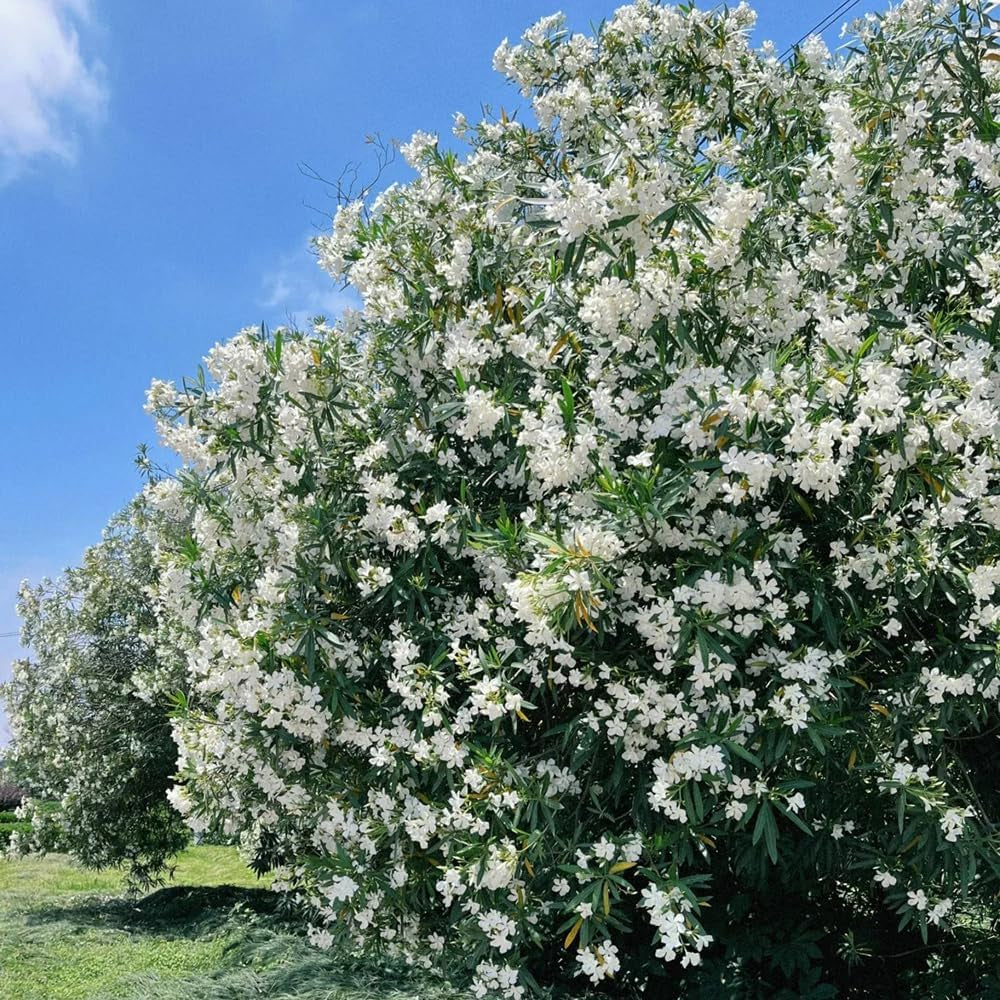 Oleander Gartenpflanzen Winterhart Mehrjährig Immergrüne Züchten, Hecken Winterharte Garten 15Samen