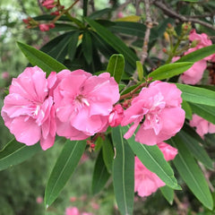 Oleander Topfpflanzen Sträucher Winterhart Blühend, Gartenblumen Immergrüne Winterhart Gartenpflanzen Mehrjährig 10Samen
