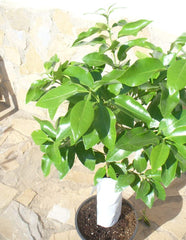 Grapefruit (Citrus - Paradisi) Ein Junger Baum Mit Dickem Stamm