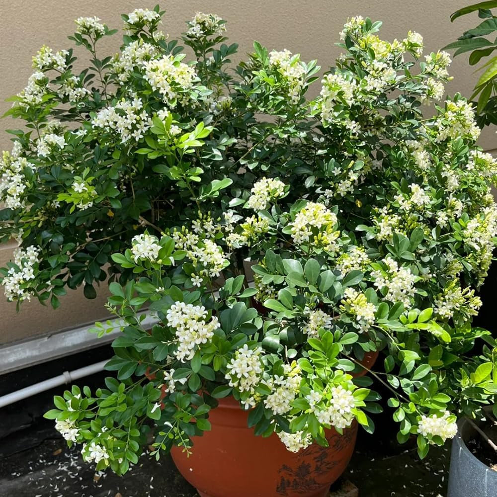 Murraya Balkon Kräutergarten, Zimmerpflanzen, Immergrüne Winterhart Küchenkräuter Seltene Deko Garten Wildkräuter 300Samen