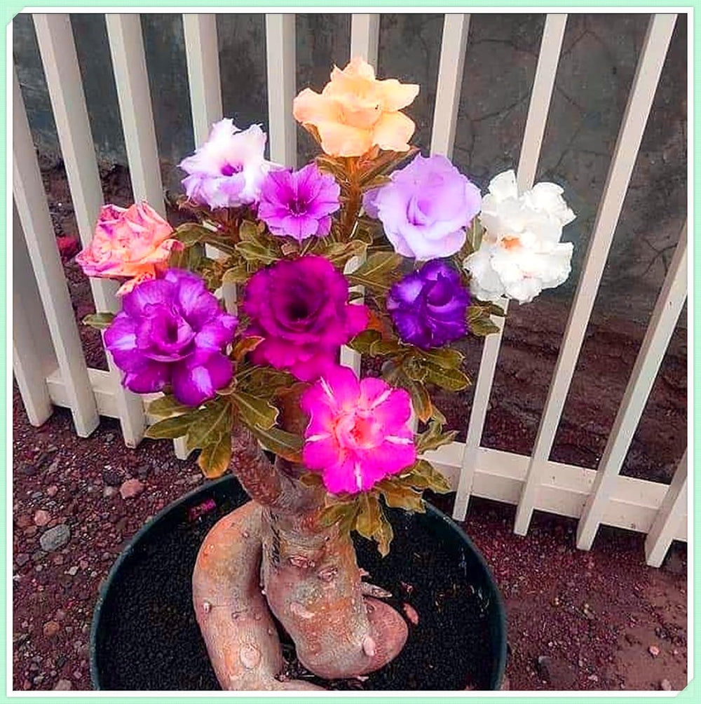 Flower Bulb Mix, Mystery Magic Bulb, Hardy Planting, Winter Hardy Perennial Flower Bulb, Hardy Bulbs - 3 Orchid Bulbs