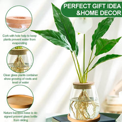 Hydroponic Plant Grow Station 12x11cm Avocado Seed Vase Glass Planter Hydroponic Glass Vase for Aquatic Plants or Flowers Desk Table Decor 2pcs