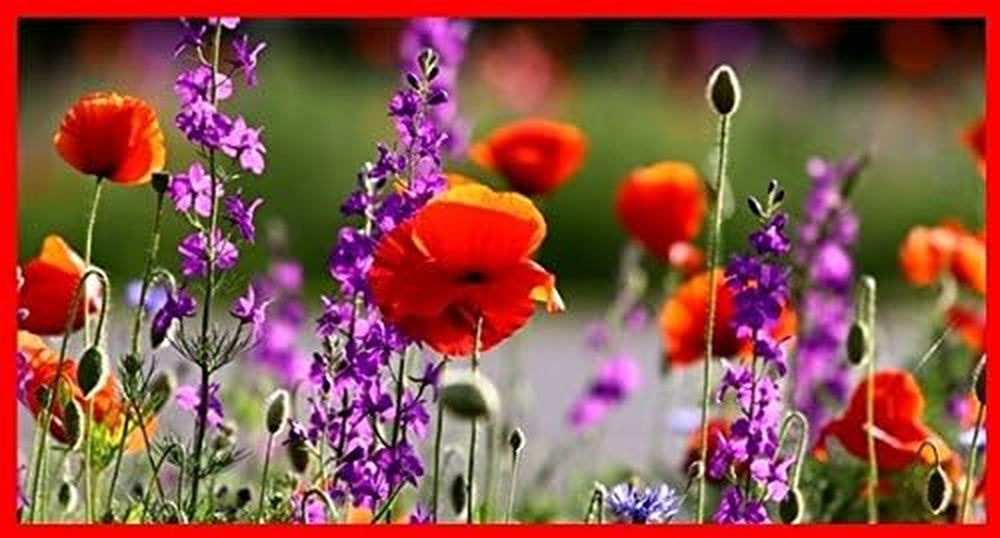 F4 Mohnwiesenmischung (100 G) (Blumenwiese)