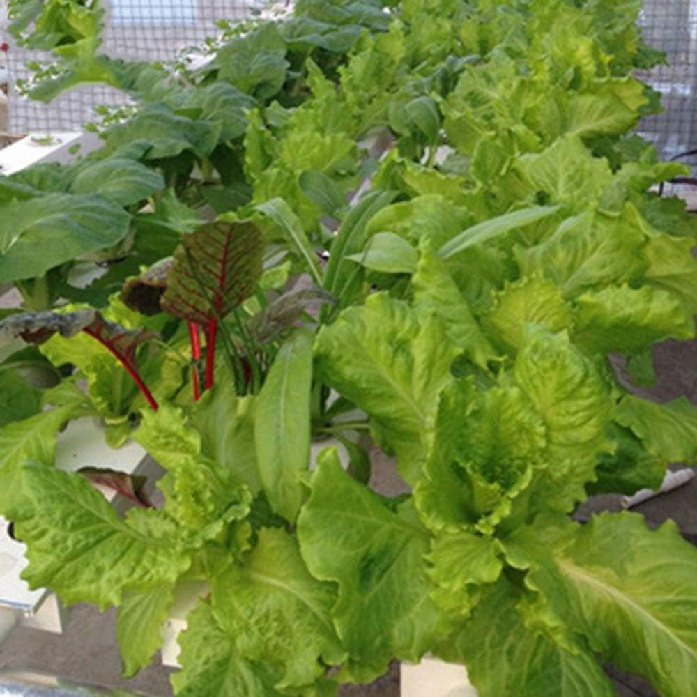 1 Layer Hydroponic Grow Kit with 54 Planters, PVC Soilless Plant Grow Systems with Water Pump, Hydroponic Grow Kits for Growing Vegetables and Fruits on Balconies, Gardens, Patios and Backyards