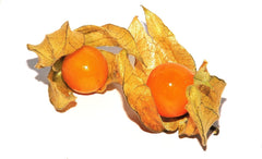 Peruanische Andenbeere -Physalis Peruviana (Edulis) - Samen - (100)