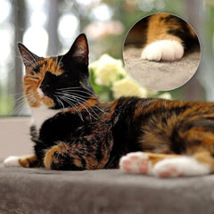 Pături și mobilier, Scaune ferestre, Animale de companie, Pisici, Paturi pentru pisici, Pisici - culcusuri, saltele