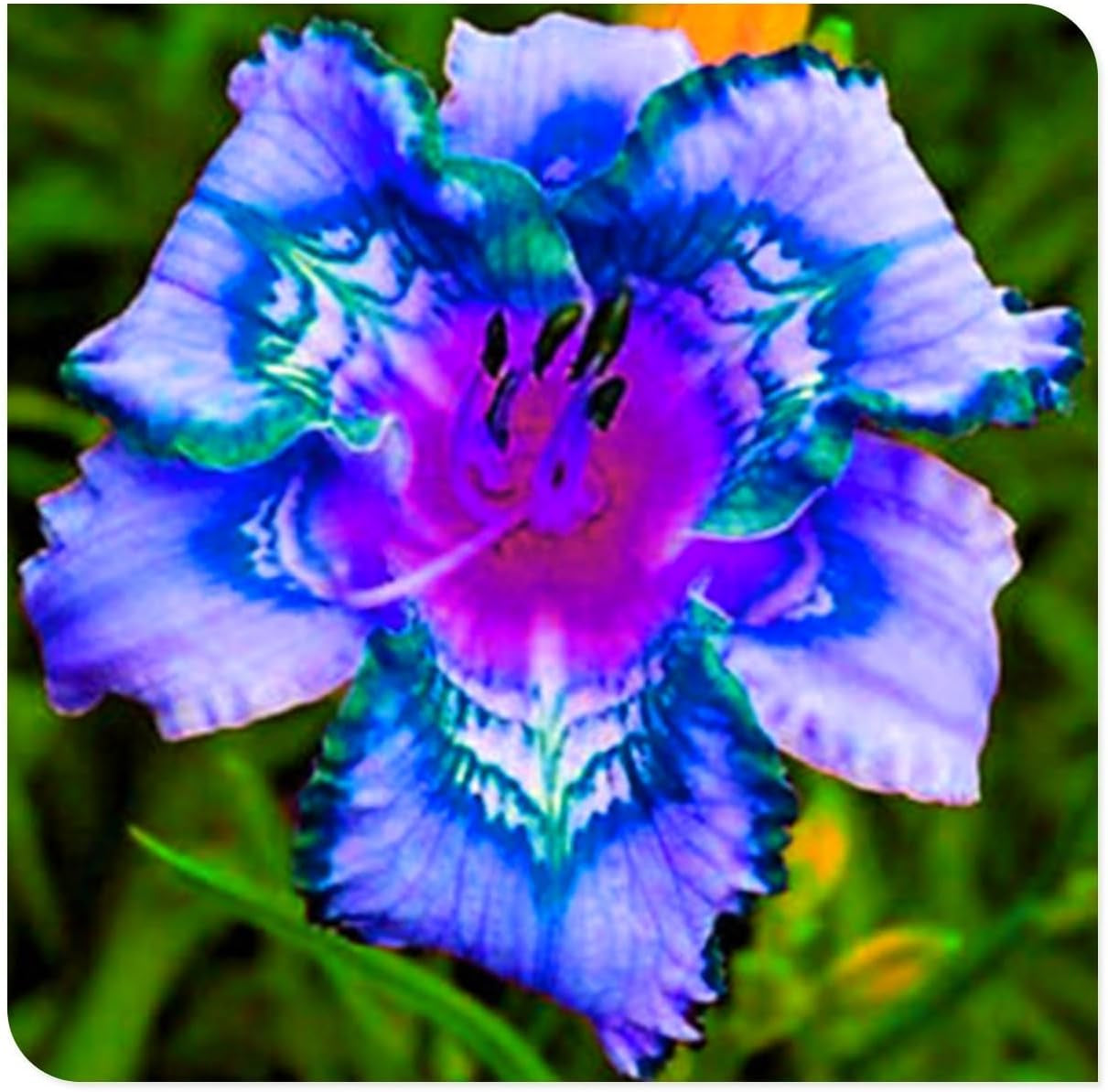 Lebende Pflanzen,Mehrjährige Blumenzwiebel ist winterhart, Winterhart pflanzen, Mysteriöse magische Glühbirne, Blumenzwiebel Mix-4 Oxalis Triangularis Blumenzwiebeln