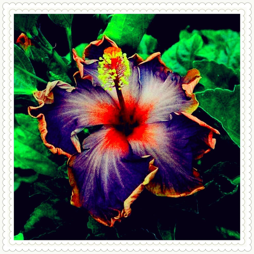 Flower Bulb Mix, Mystery Magic Bulb, Hardy Planting, Winter Hardy Perennial Flower Bulb, Hardy Bulbs - 3 Orchid Bulbs