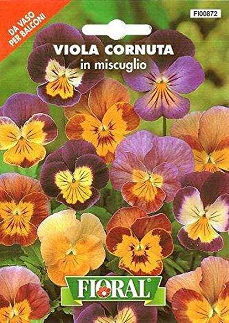 FIORAL VIOLA CORNUTA in MISCUGLIO