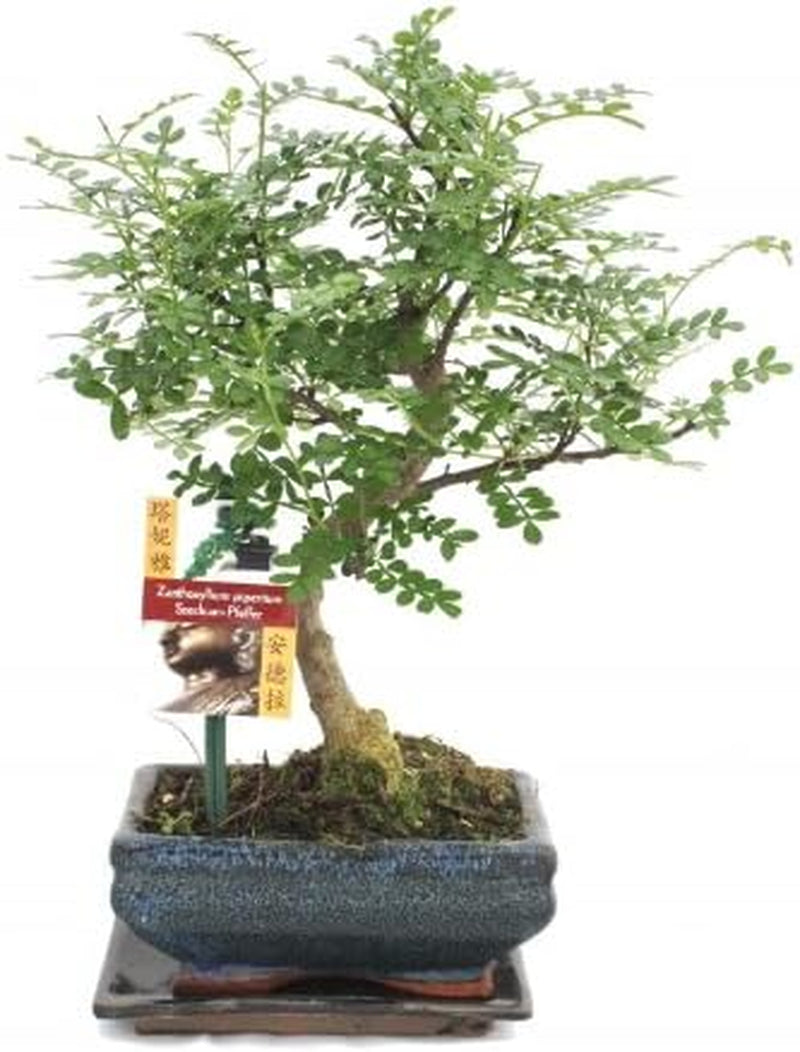 S Förmiger Sichuan Pfeffer Bonsai 15Cm - 1 Baum
