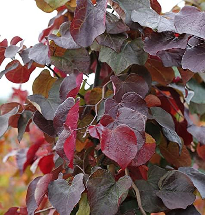 Kanadischer Judasbaum Merlot 40-60Cm - Cercis Canadensis - Lebende Gartenpflanze Aus Den n