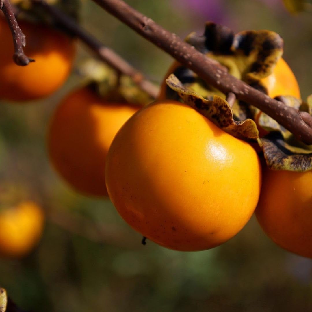 Kakibaum Apfel-Kaki Sorte Jiro – Alte Obstsorte – Obstpflanze Im Topf Ø 26 Cm – Höhe Ca. 160 Cm – 4 Jahre Alt – Italienische Baumschule