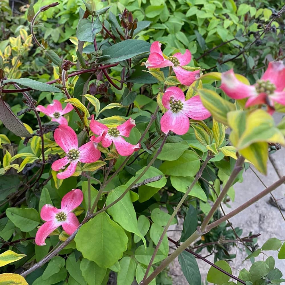Cornus Kousa, Wildblumensamen Mehrjährig Winterhart Hartriegel, Blumensamen Balkon Alte Sorten Exotische 450Samen