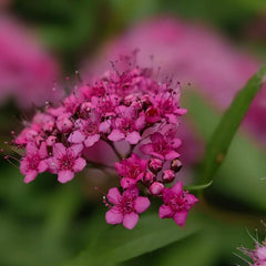 Spiraea, Zimmerbonsai Balkon Bio Winterharte Garten Deko Wohnzimmer 400Samen