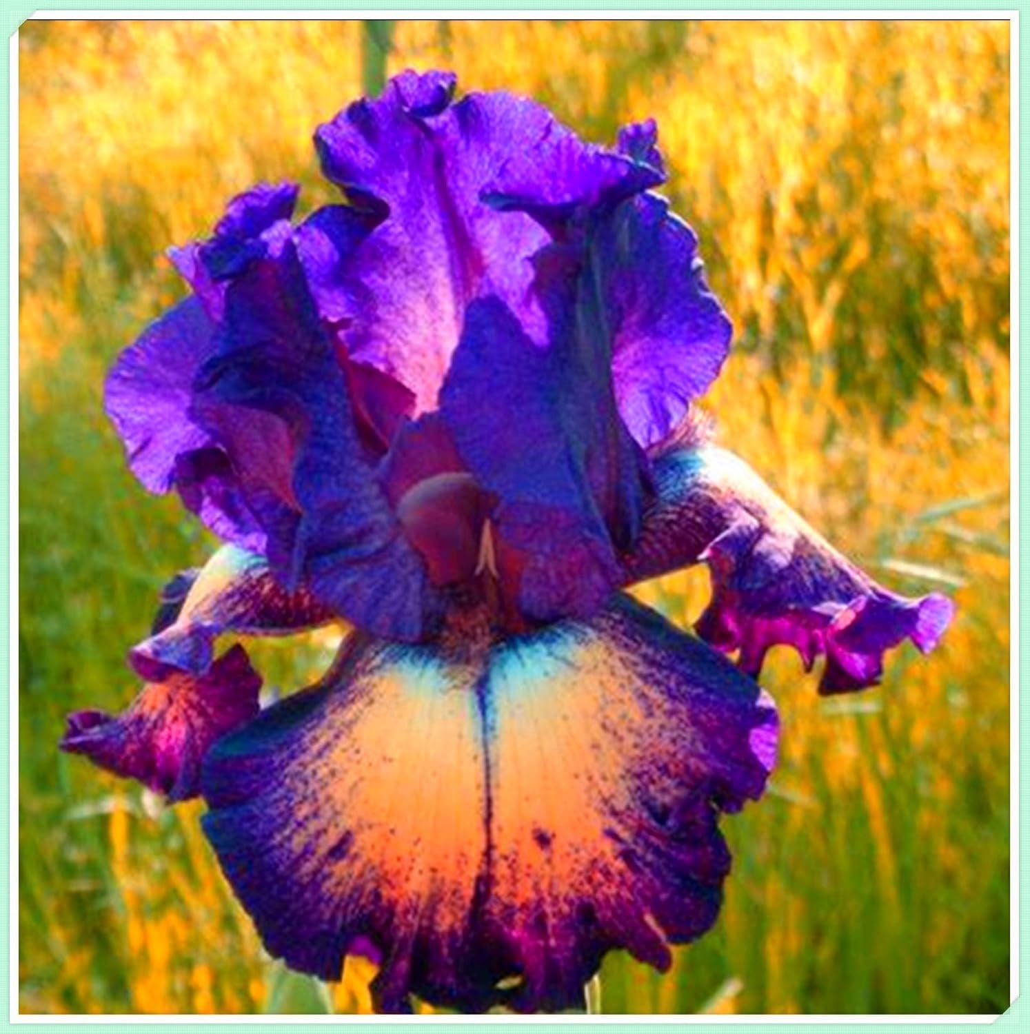 Flower Bulb Mix, Mystery Magic Bulb, Hardy Planting, Winter Hardy Perennial Flower Bulb, Hardy Bulbs - 3 Orchid Bulbs