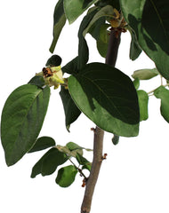 KENTIS – Quittenbaum – Quitten Pflanzen – Echte Outdoor Pflanzen – Garten Obstbaum – Obstpflanzen – Topf Ø 28 Cm