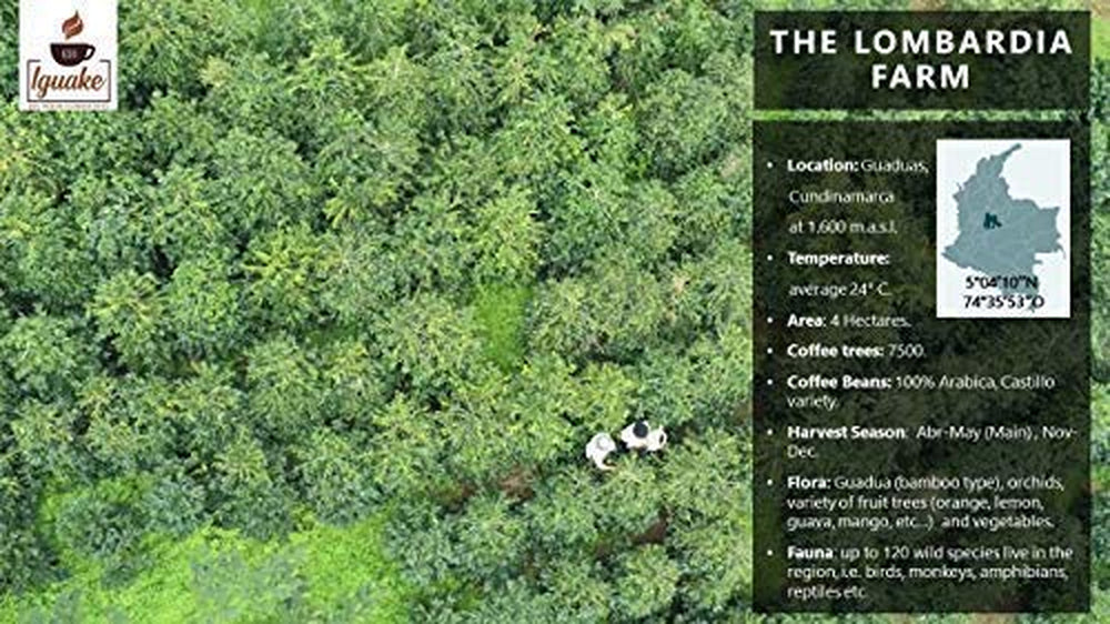 Iguake Coffee 1000gr | Premium Kaffee ganze Bohnen 100% Arabica aus Kolumbien | Familienbetrieb - Single Origin Kaffeebohnen - Nachhaltige eigene Plantage im Hochland - Kräftiges Aroma