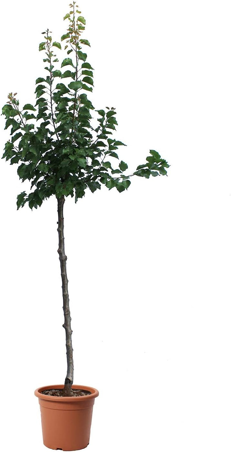 KENTIS – Aprikosen Pflanzen – Aprikosenbaum – Echte Outdoor Pflanzen – Garten Obstbaum – Obstpflanzen - Topf Ø 24 Cm