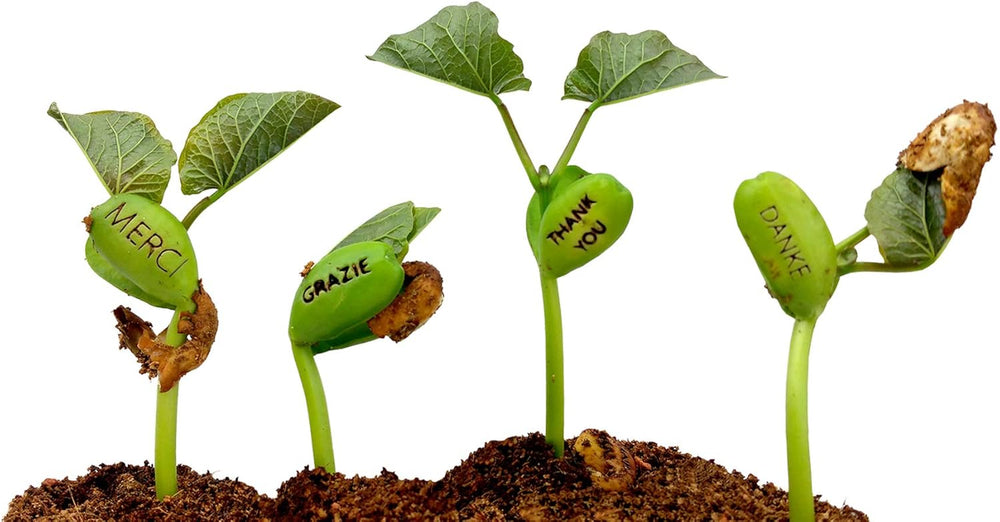 Feel Green Message Bean, Naturdose Mit Lasergravierter Glücksbohne"Best Wishes", Nachhaltige Geschenkidee, 100% Eco Friendly, Anzuchtset, Made in Austria