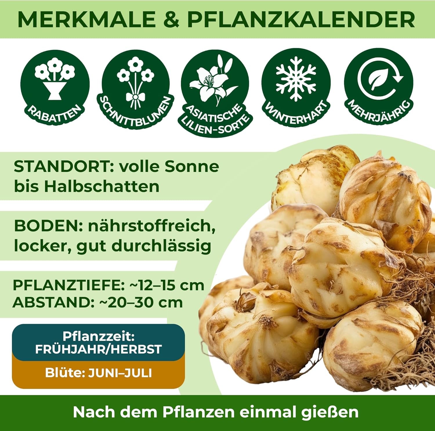 Hardy Perennial Lily Bulbs - Oriental Lotus Mix - 10 Bulbs - Exclusive Dutch Flower Bulbs - For Garden & Pots (Large Seedless Bulbs, Not Artificial)