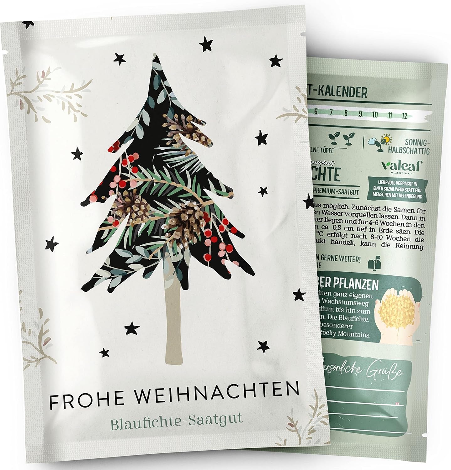 Christmas Tree 2030 - Nordmann Christmas tree seeds for planting a Christmas tree, ideal as a Secret Santa Christmas gift