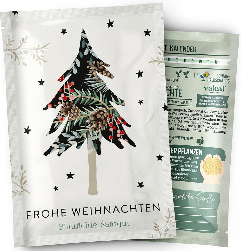 Christmas Tree 2030 - Nordmann Christmas tree seeds for planting a Christmas tree, ideal as a Secret Santa Christmas gift