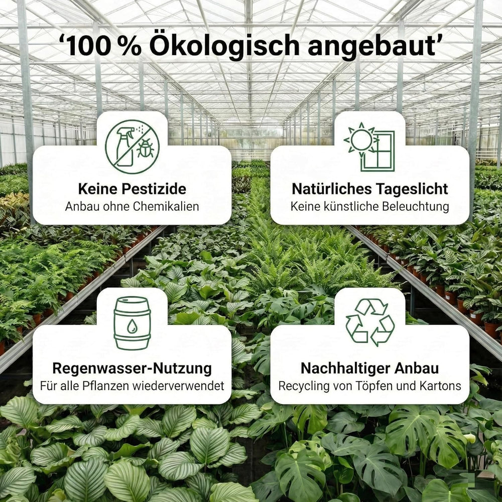 Vdvelde.Com - Luftreinigende Pflanzen Anthrazit 6 - Tierfreundliche Grüne Zimmerpflanzen - Einfacher Und Geringer Lichtbedarf - Ø12 Cm ↥Ca.40 Cm