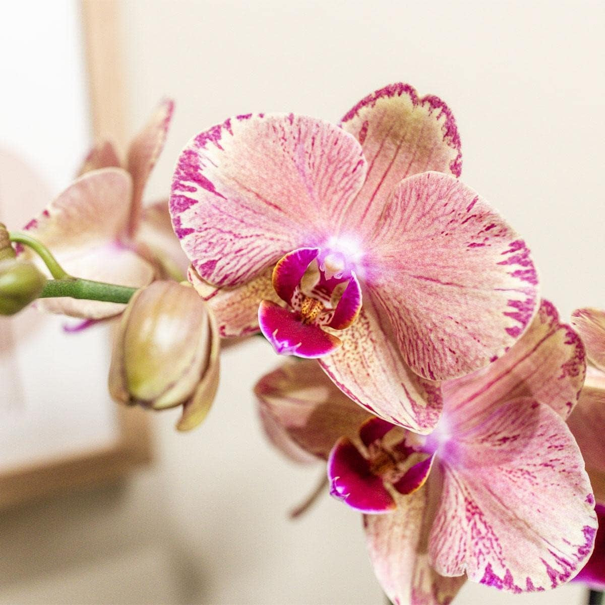 Kolibri Orchids | Orange Rosa Phalaenopsis Orchidee - Jewel Pirate Picotee - Topfgröße Ø12Cm Blühende Zimmerpflanze - Frisch Vom Züchter