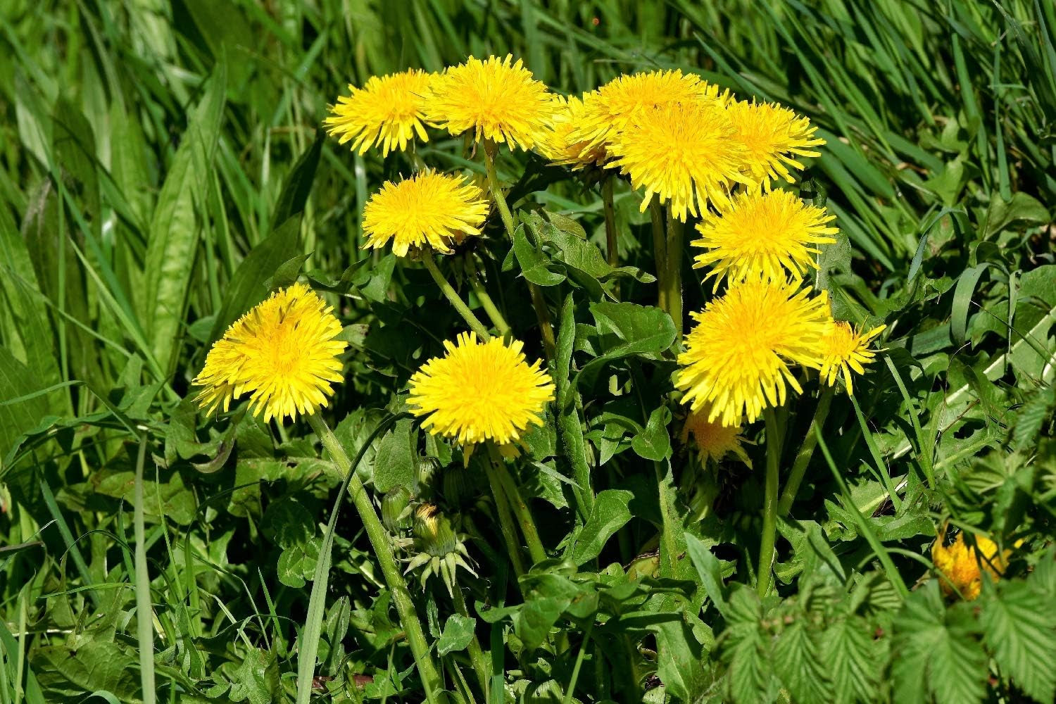 SAFLAX - BIO - Dandelion - 400 seeds - Taraxacum officinale