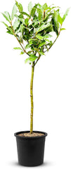 Tropictrees - Laurus Nobilis – Echter Lorbeerbaum Ca. 100 Cm Hoch Inkl. Topf – Winterhart & Immergrün – Mediterrane Kübelpflanze Für Garten, Terrasse & Balkon – Pflegeleicht & Duftet Aromatisch