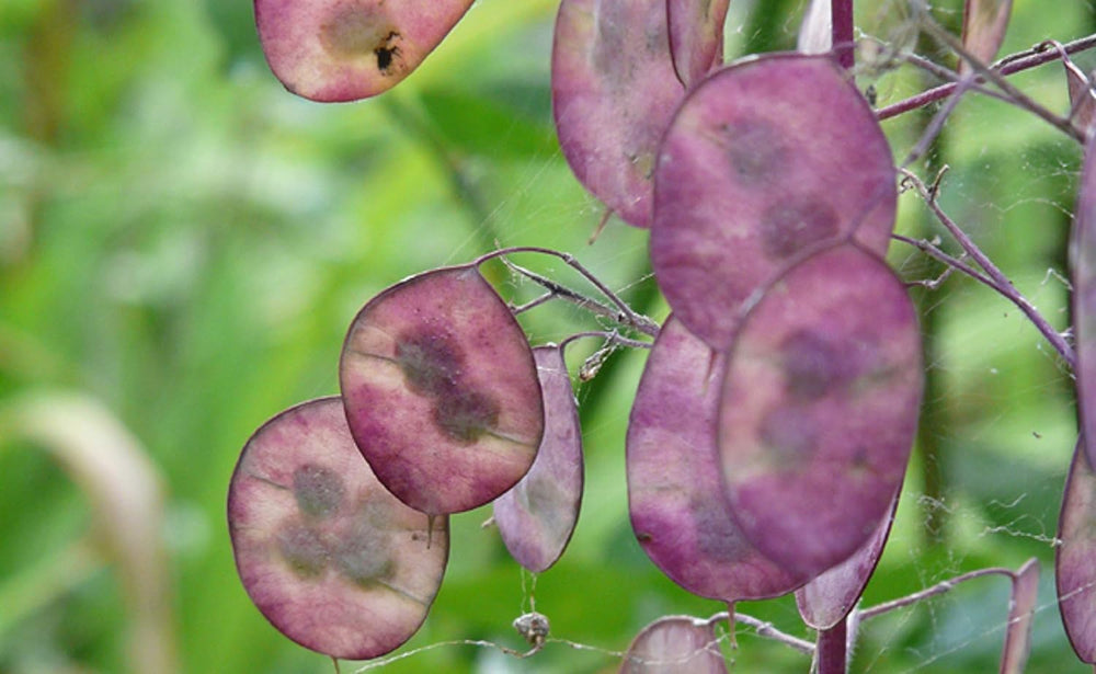 25 Seeds for Papes - Ancient Garden Flowering Plant - Reproducible Seeds for Farmers, Semi-Wild